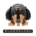 ミニワンコバルーンダックスブラックタン